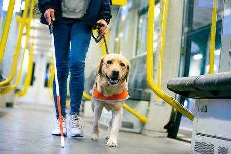 Person with vision limitations walks with a seeing eye dog